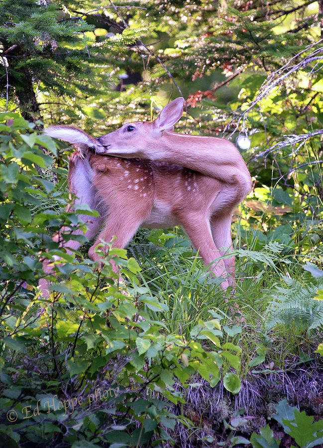 Whitetail Fawn Grooming His Tail #001 Photograph by Ed Hoppe - Fine Art ...