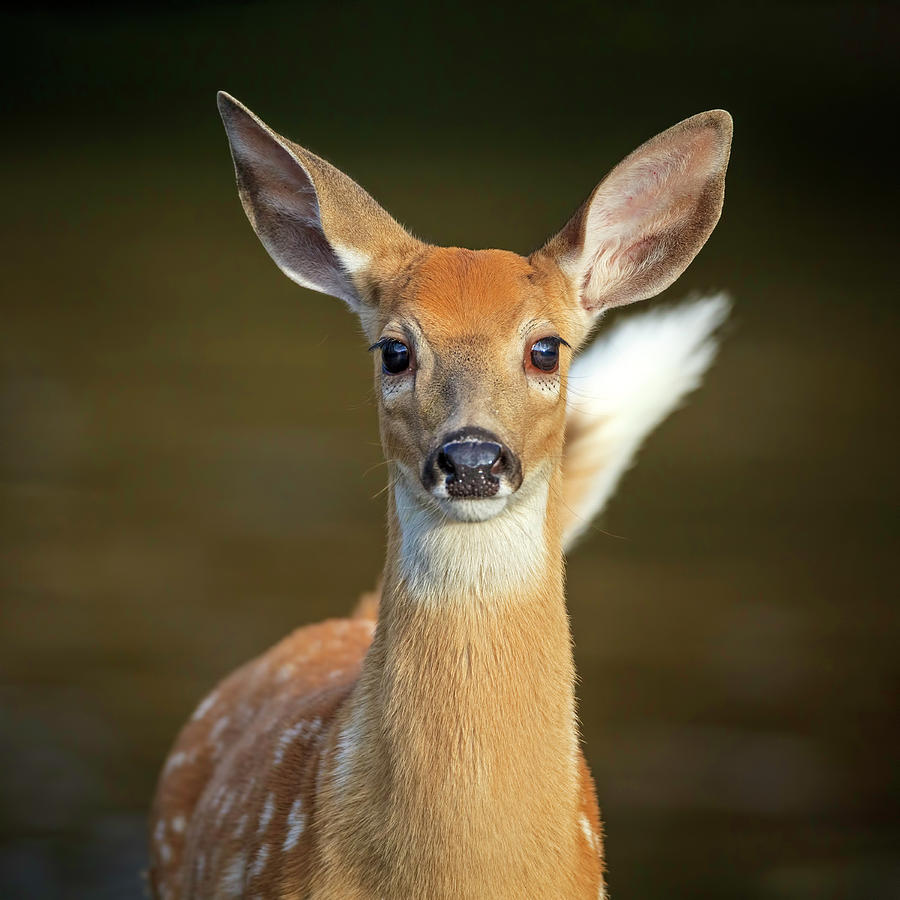 Whitetail Fawn Photograph by Jack Bell