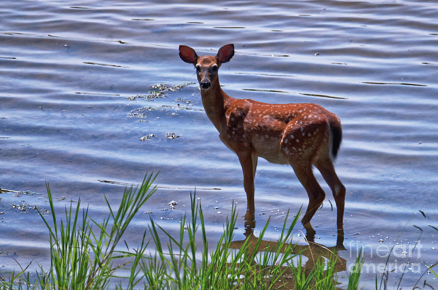 Deer Photograph - Whitetail Fawn by Paul Mashburn