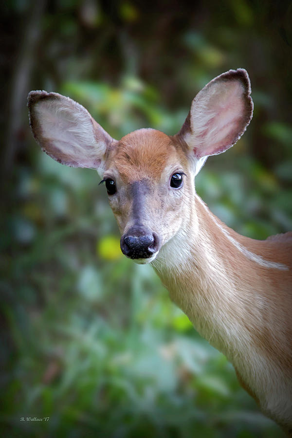 Whitetail Fawn Portrait Photograph by Brian Wallace