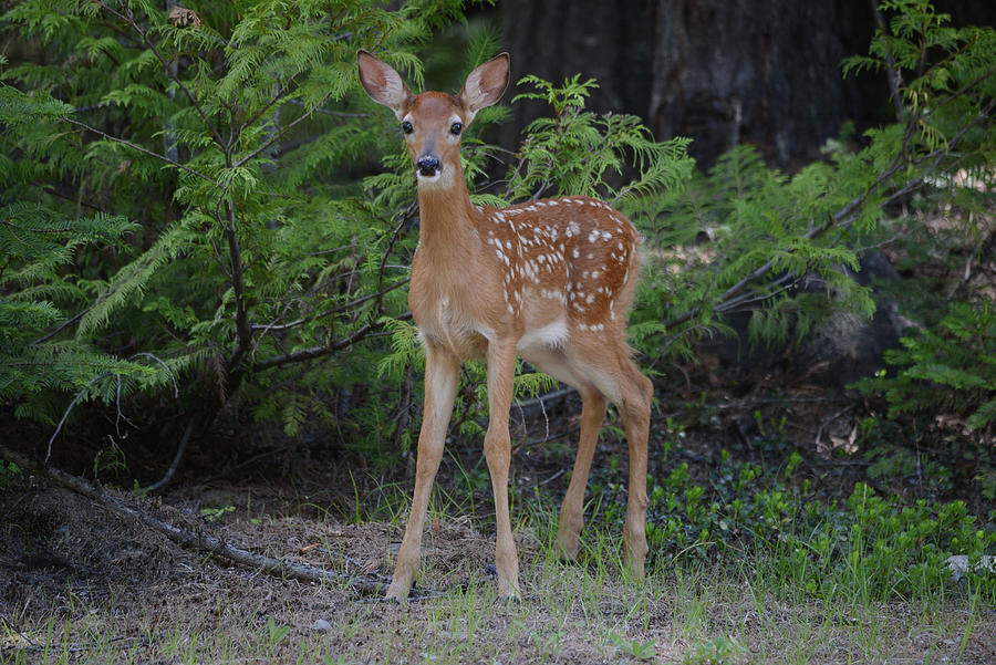 Whitetail Fawn Photograph by Whispering Peaks Photography