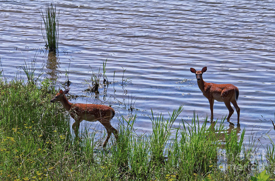 Whitetail Fawns Photograph