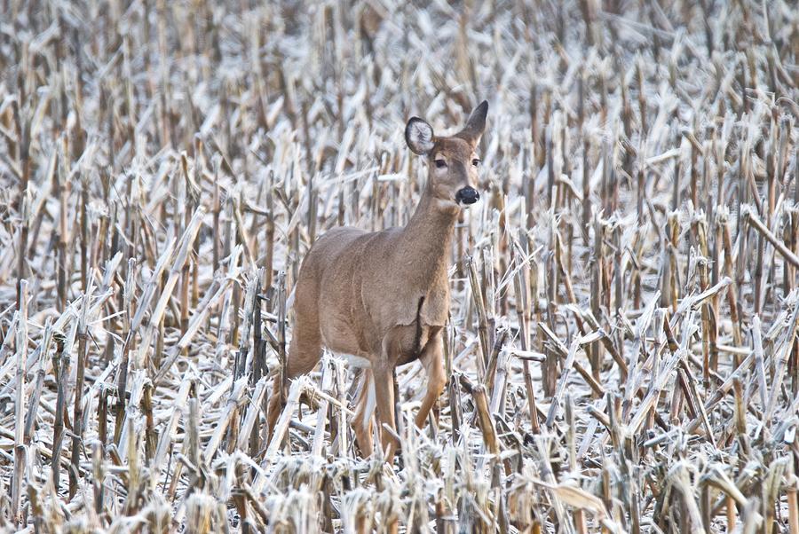 Whitetail in Frosted Corn 537 Photograph by Michael Peychich