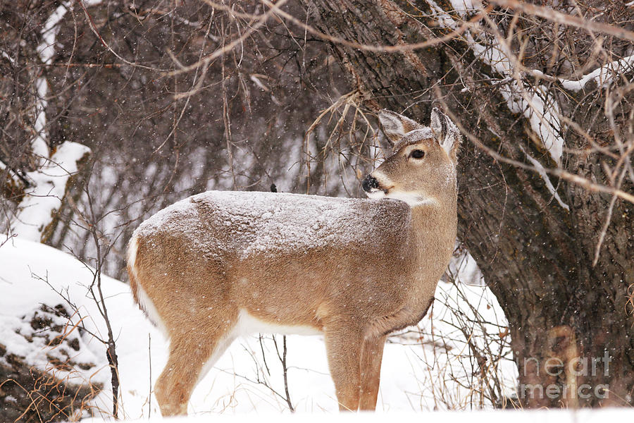 Whitetail in the Snow Photograph by Alyce Taylor