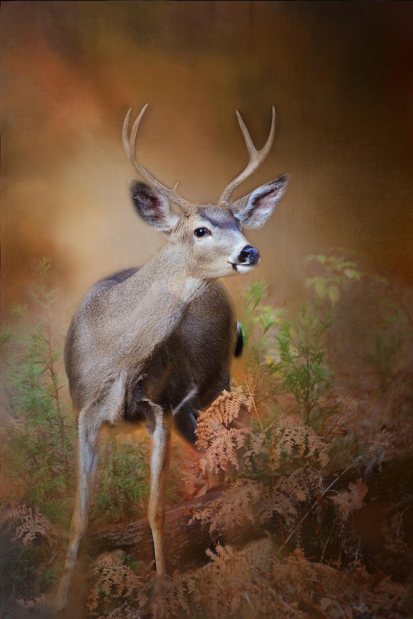 Whitetail Majesty Photograph by Lynn Bauer