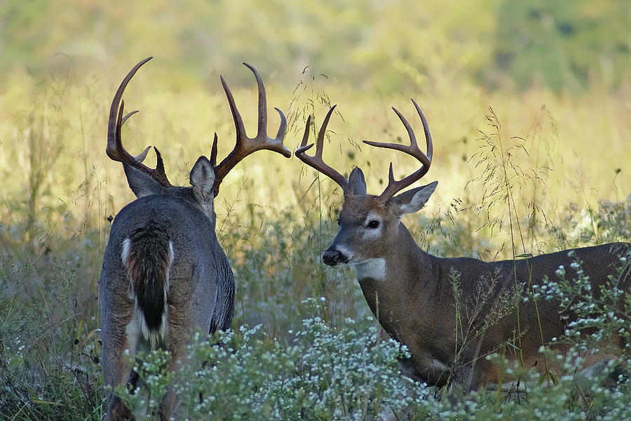 Whitetail Standoff Photograph by TnBackroadsPhotos
