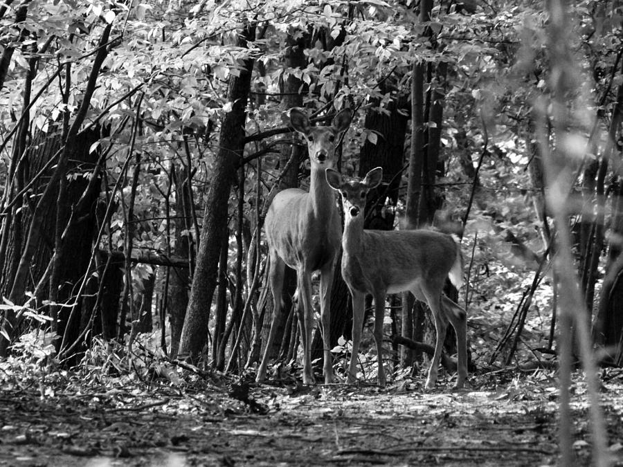 Whitetail Walk in the Woods Photograph by Scott Hovind
