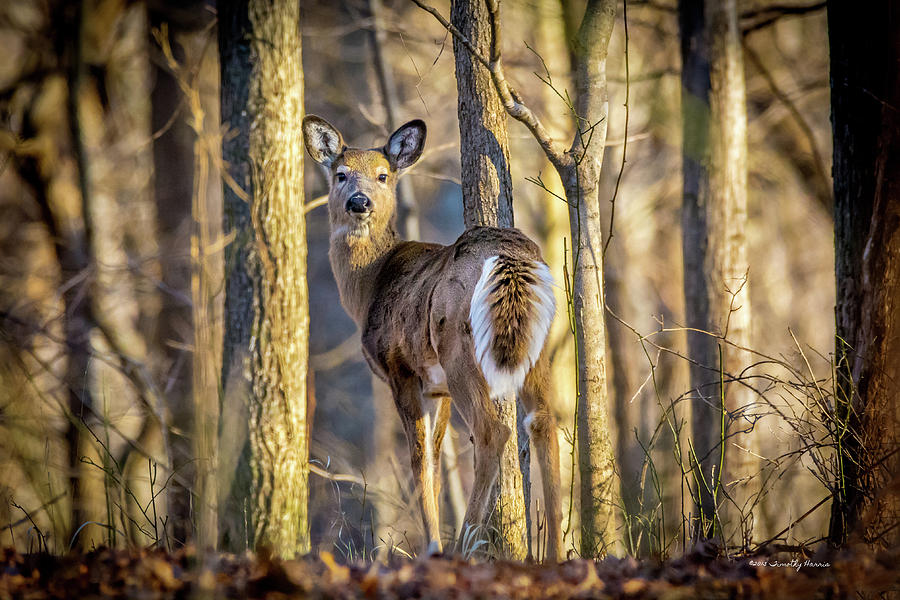 Whitetail Winter Morning Photograph by Timothy Harris