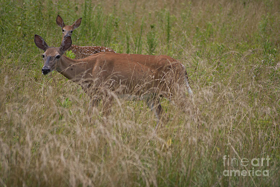 Whitetail with Fawn 20120707_09a Photograph by Tina Hopkins