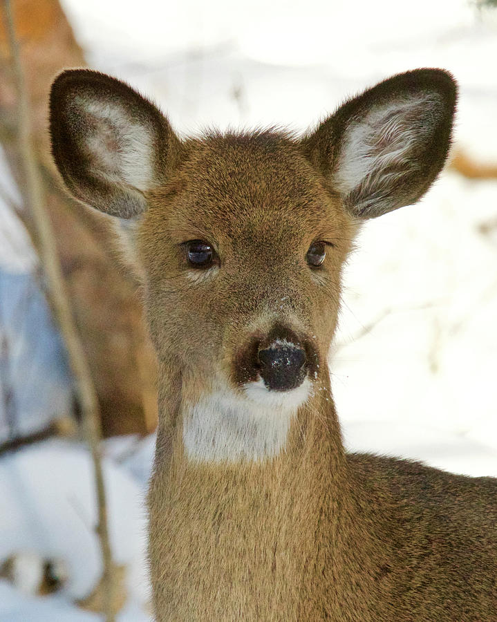 Whitetail Yearling 1059 Photograph by Michael Peychich