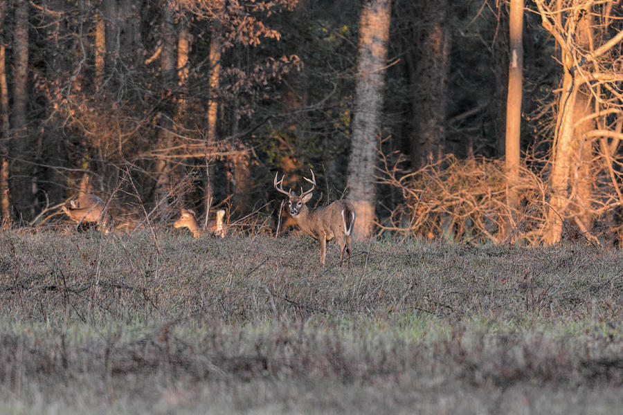 Whitetailed Buck At Sunset In Pinson Tennessee 122620151767 Photograph