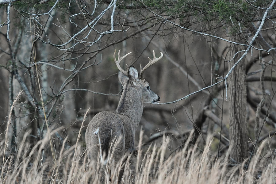 Whitetailed Buck Going Into The Woods 122620151747 Photograph