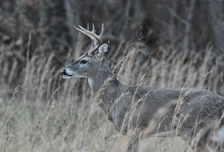 Whitetailed Buck In A Field 122620151588 Photograph