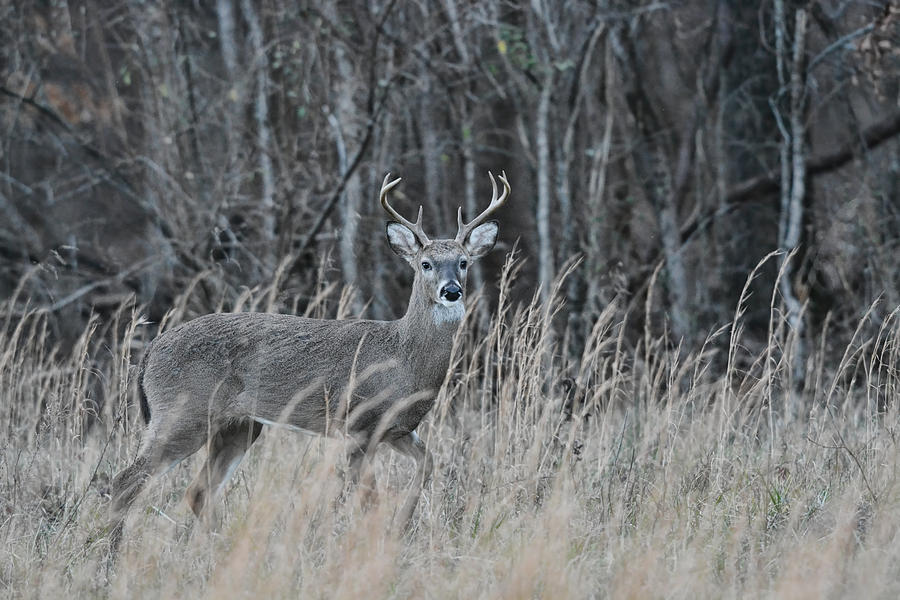 Whitetailed Buck In A Field 122620151595 Photograph