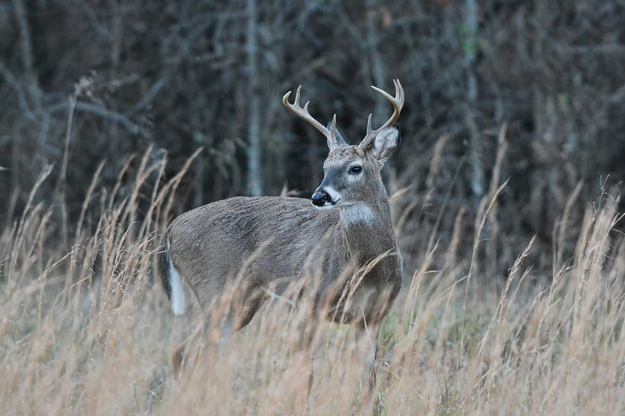 Whitetailed Buck In A Field 122620151618 Photograph