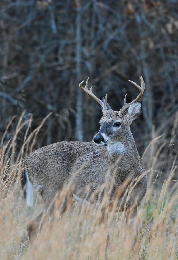 Whitetailed Buck In A Field 122620151636 Photograph