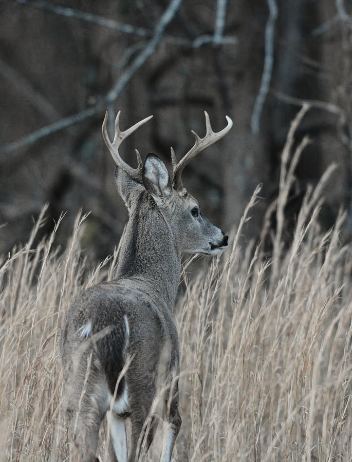Whitetailed Buck Leaving The Field 122620151729 Photograph