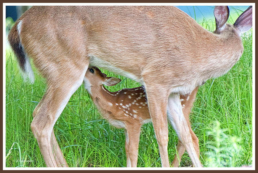 Whitetailed Dee Fawn Being Nursed by Doe Mother Photograph by A Macarthur Gurmankin