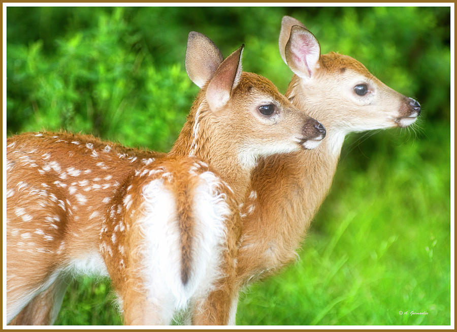 Whitetailed Dee, Fawn Siblings Photograph by A Macarthur Gurmankin