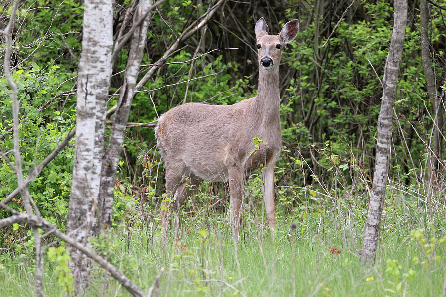 Whitetailed Deer Doe Photograph by Brook Burling