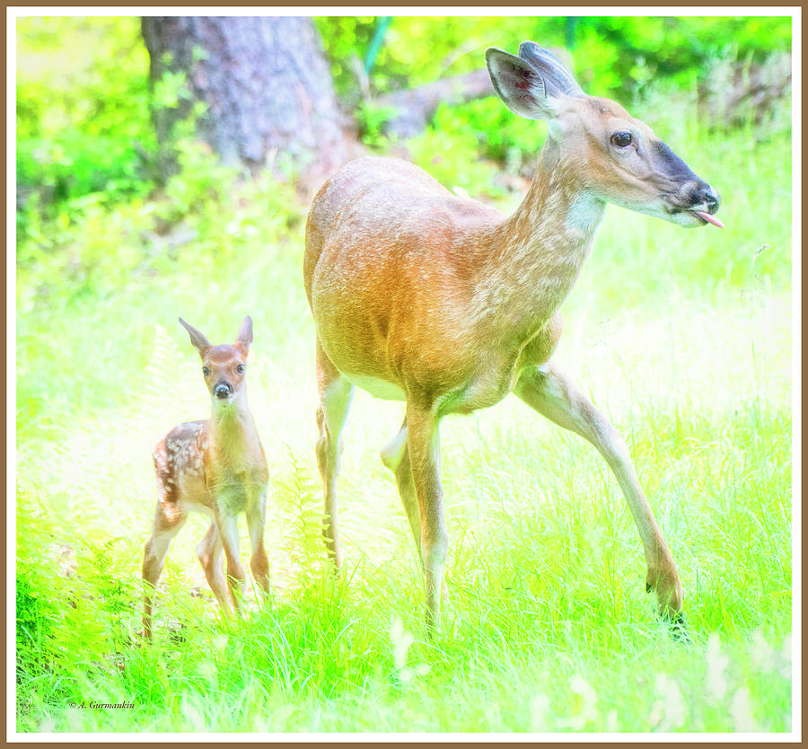 Whitetailed Deer, Fawn and Doe Photograph by A Macarthur Gurmankin