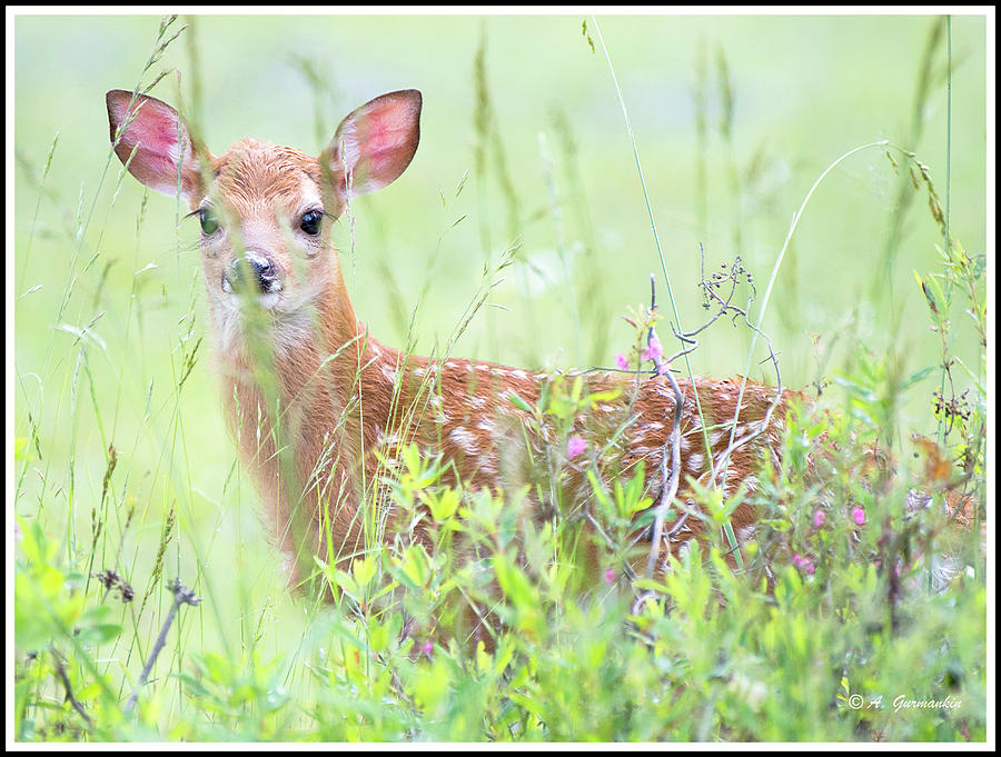 Whitetailed Deer Fawn Peers from Behind Tall Grass Photograph by A Macarthur Gurmankin