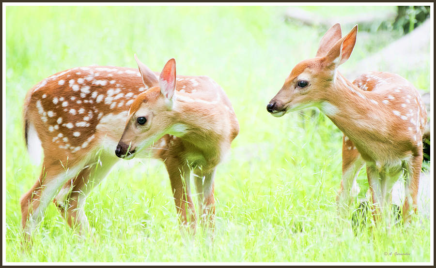 Whitetailed Deer, Fawn Siblings Photograph by A Macarthur Gurmankin