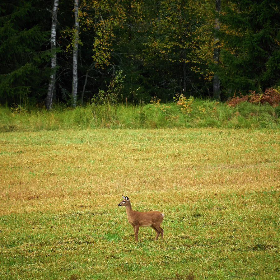Whitetailed deer Photograph by Jouko Lehto