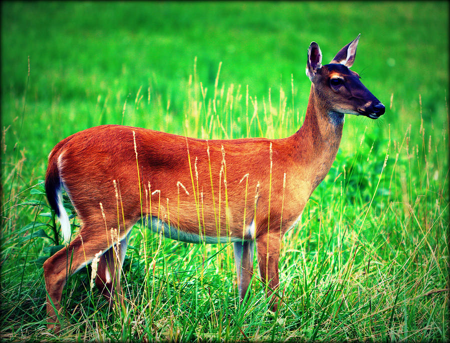 Whitetailed Deer Photograph by Susie Weaver