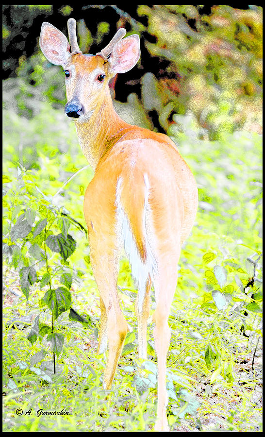 Whitetailed Deer Young Buck Digital Art by A Macarthur Gurmankin