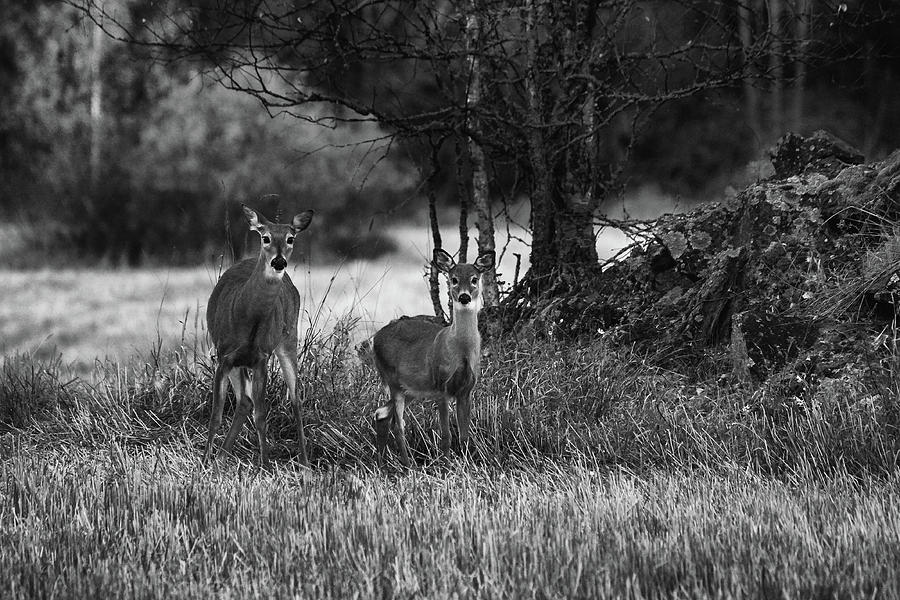Whitetailed deers Photograph by Jouko Lehto