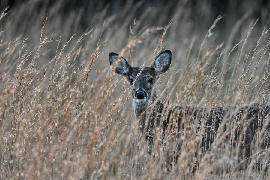 Whitetailed Doe In A Field 122620151581 Photograph