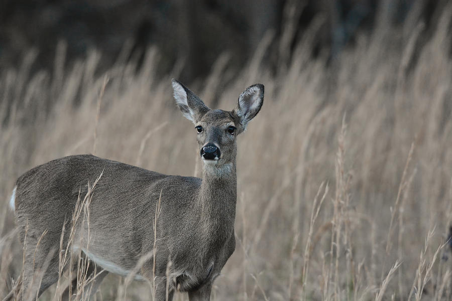 Whitetailed Doe In A Field 122620151656 Photograph