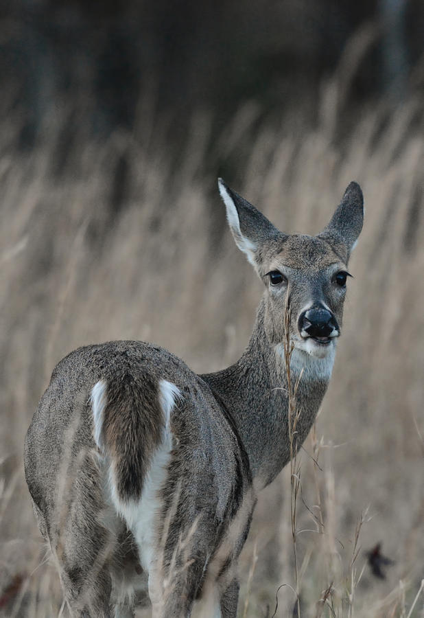 Whitetailed Doe In A Field 122620151661 Photograph