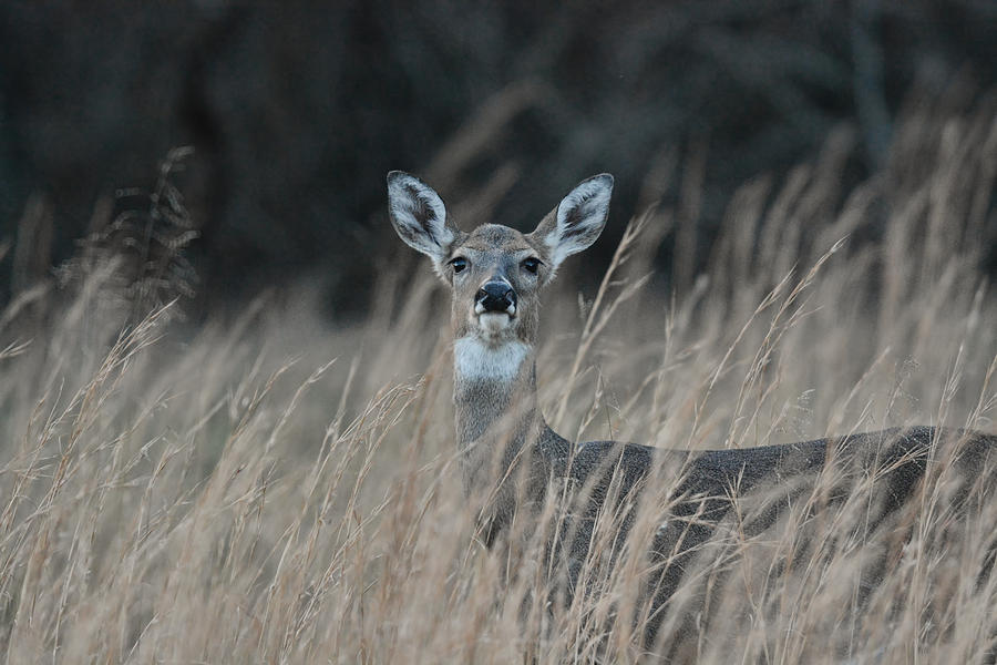 Whitetailed Doe In A Field 122620151717 Photograph