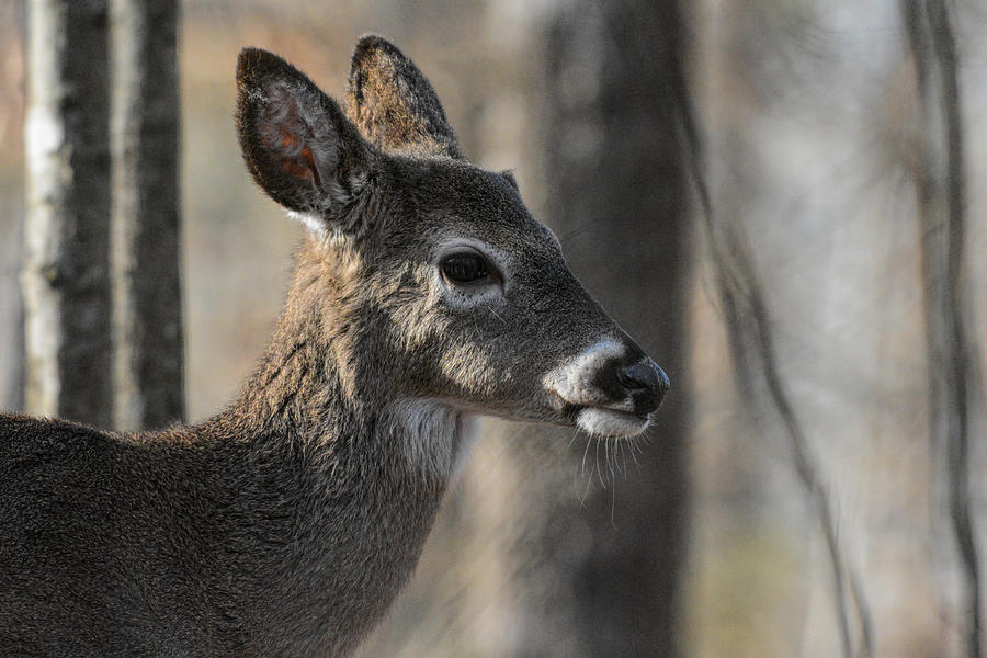 Whitetailed Doe In Pinson Tennessee 122520151362 Photograph