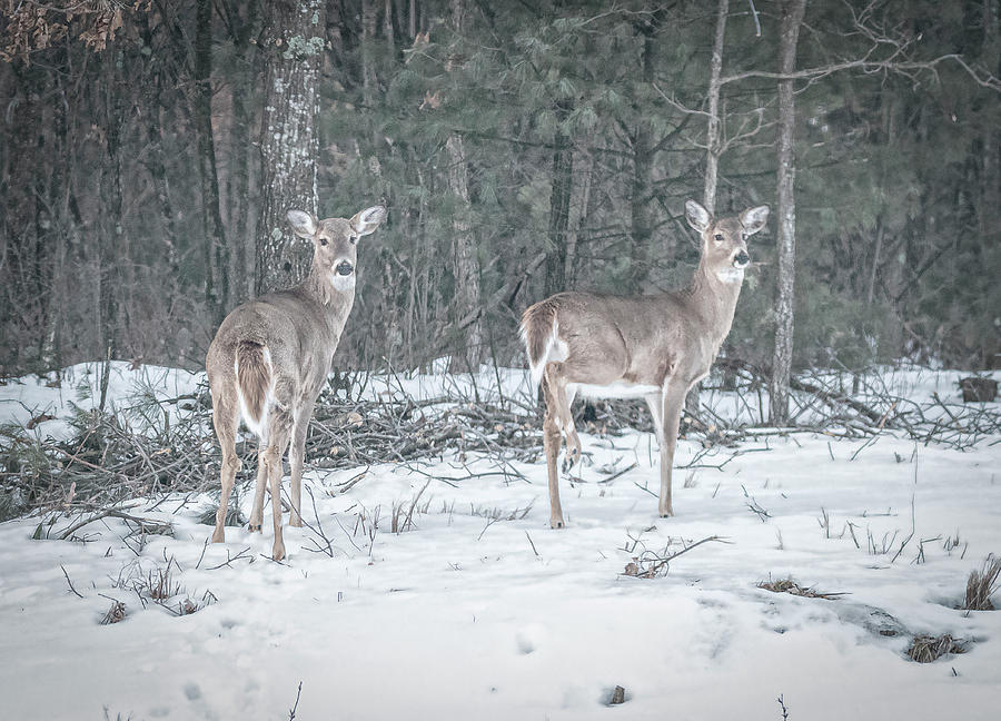 Whitetails 2018-1 Photograph by Thomas Young
