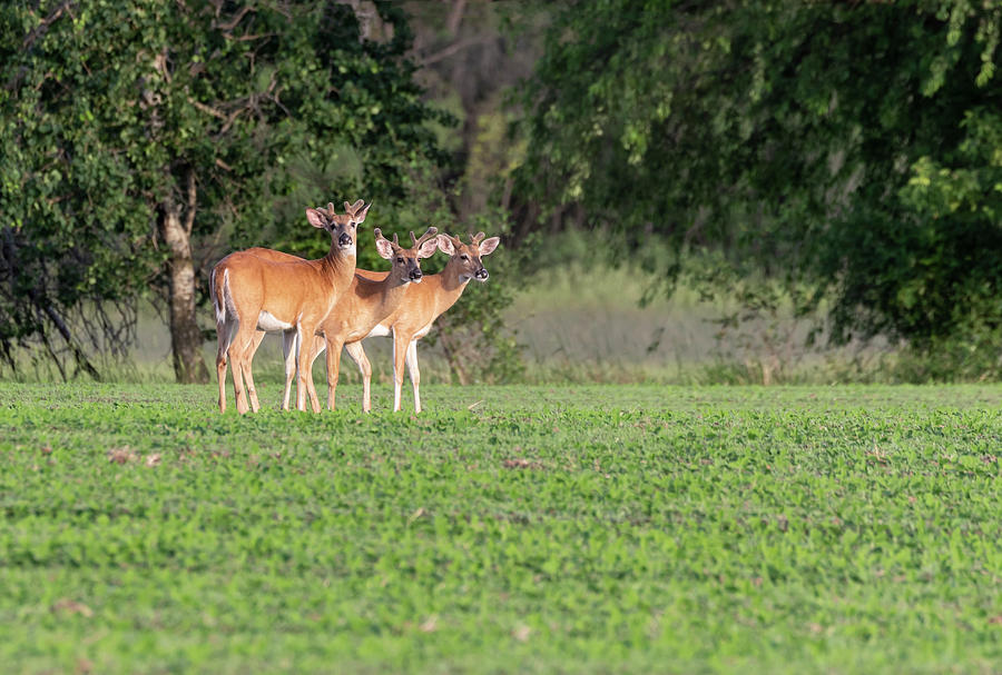 Whitetails 2018-4 Photograph by Thomas Young