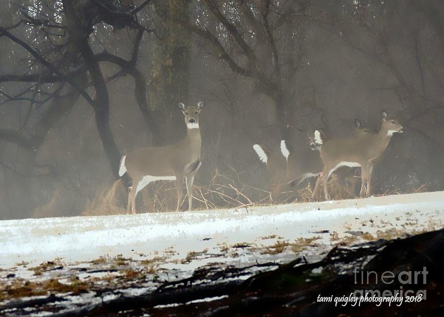 Whitetails In The Winter Mist Photograph by Tami Quigley