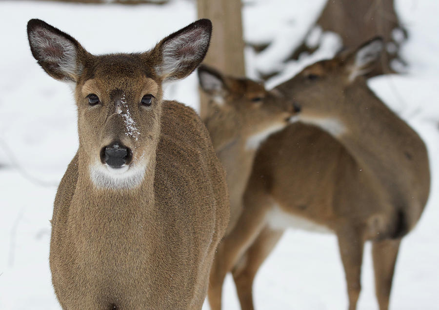 Whitetails in Winter Photograph by Michael Peychich