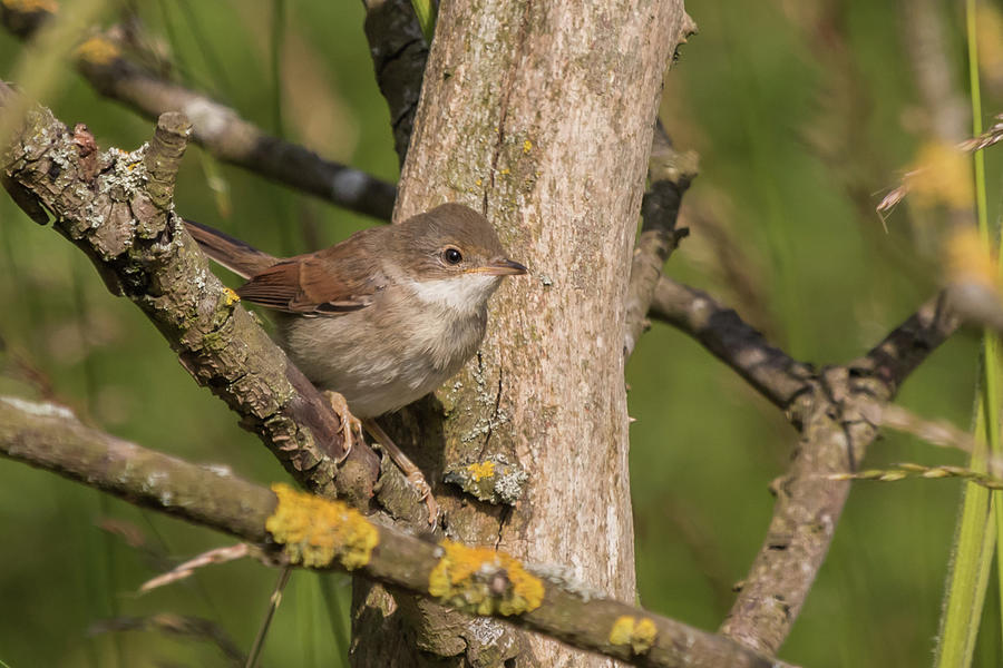 Whitethroat Photograph by Wendy Cooper