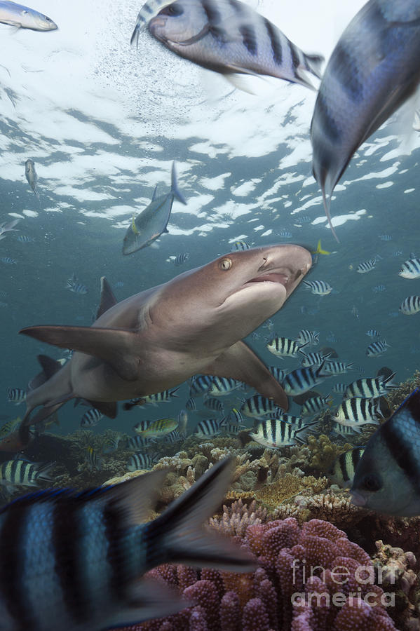 Whitetip Reef Shark Photograph by Reinhard Dirscherl