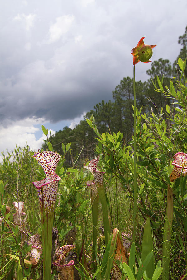 Whitetop Pitcherplants and Clouds Photograph by Paul Rebmann