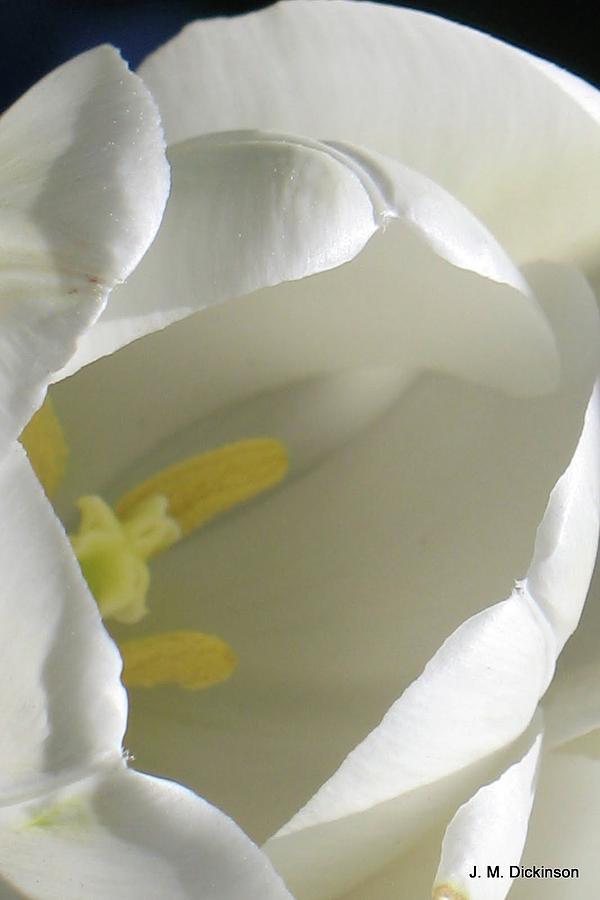 Tulip Photograph - WhiteTulip Delight by Janet Dickinson