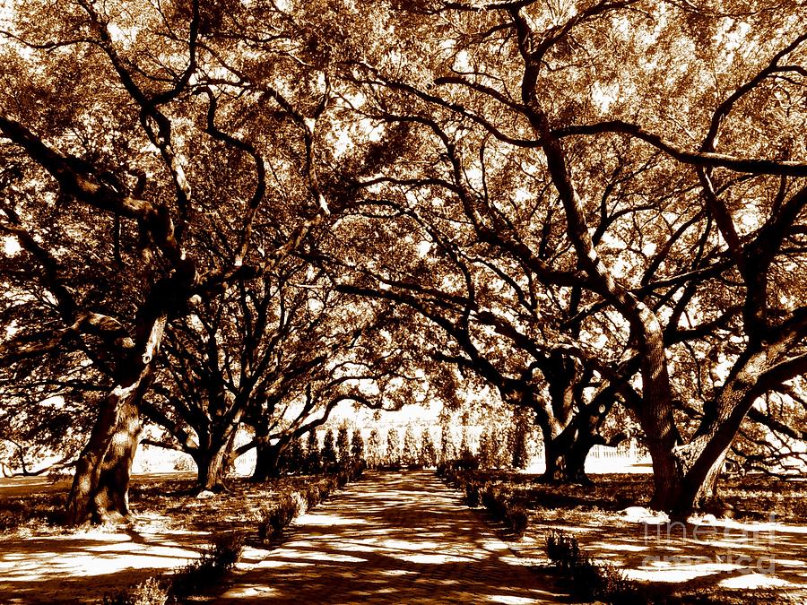 Whitney Plantation  Front Yard in Wallace Louisiana Photograph by Michael Hoard
