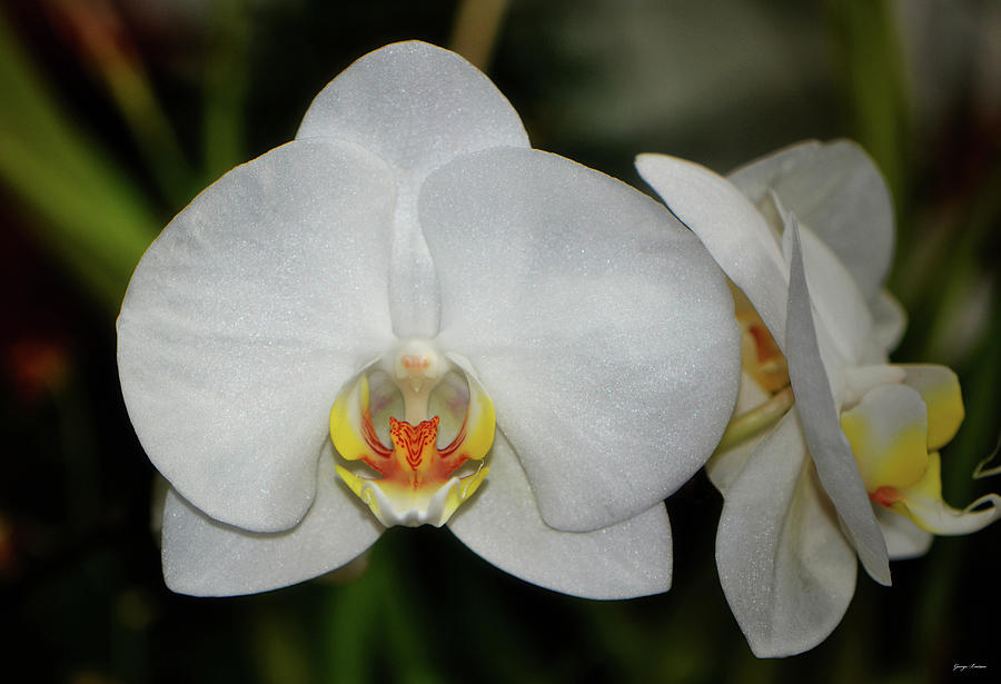 White Orchid 033 Photograph by George Bostian
