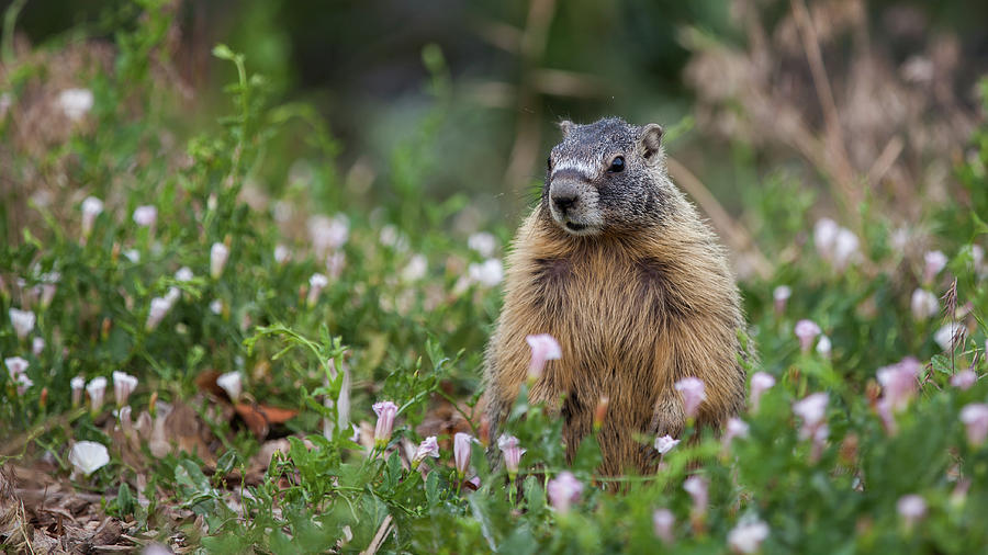 Who are you calling Groundhog? Photograph by Christopher D Elliott