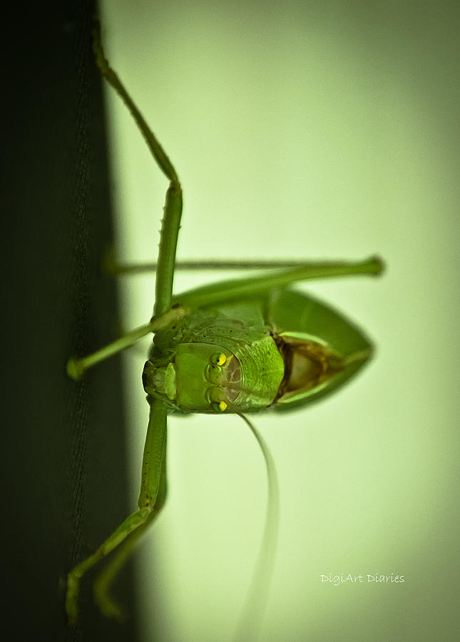 Grasshopper Photograph - Who Are You Eyeballin by DigiArt Diaries by Vicky B Fuller