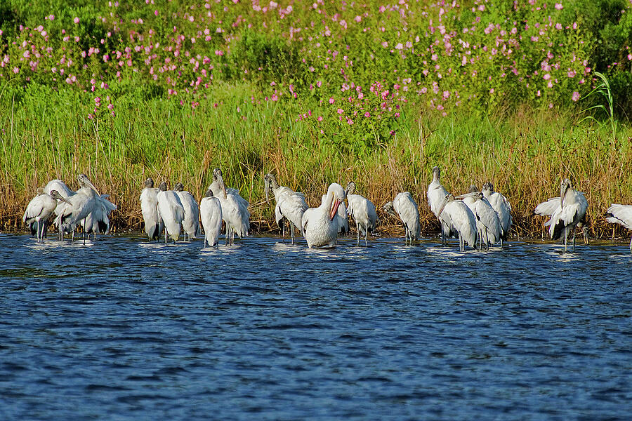White Pelican Photograph - Who Does Not Belong by TJ Baccari