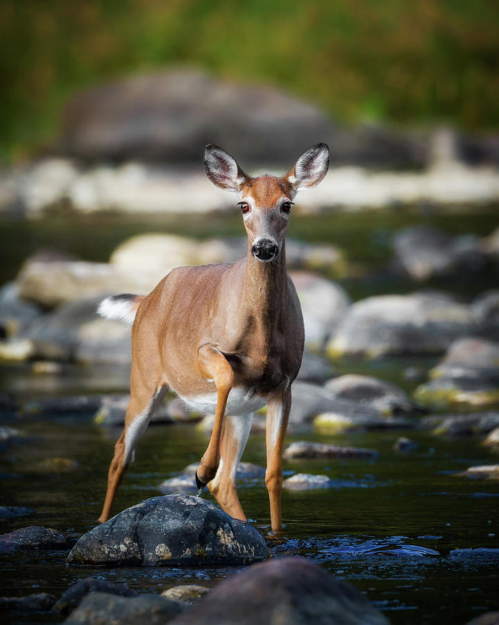 Deer Photograph - Who Goes There by Bill Wakeley